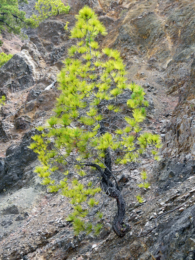 Kanarische Kiefer (Pinus canariensis)