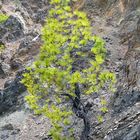 Kanarische Kiefer (Pinus canariensis)