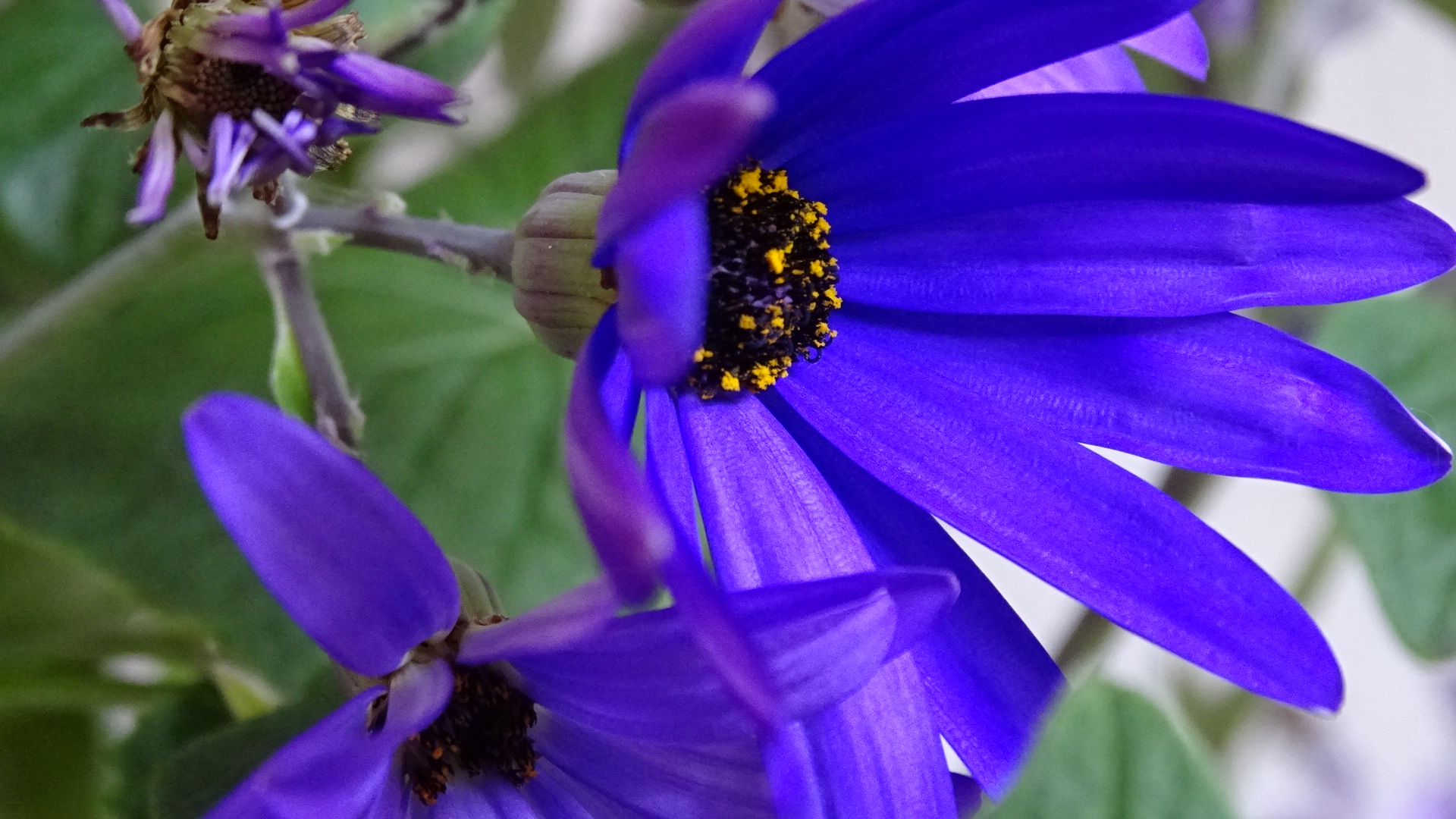 Kanarische Läuse- bzw. Aschenblume