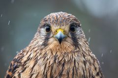 Kanarische Turmfalkendame im Regen