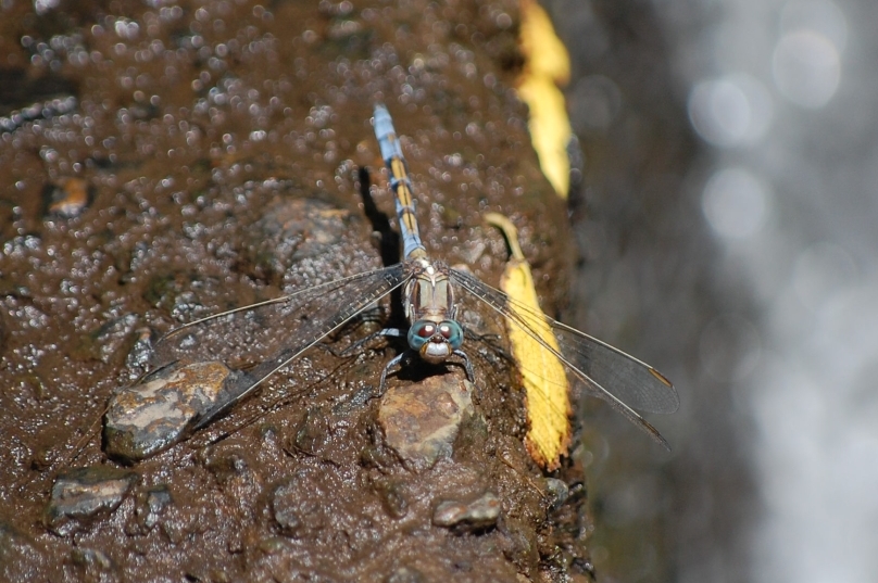 Kanarischer Blaupfeil - Orthetrum chrysostigma