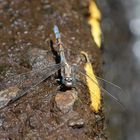 Kanarischer Blaupfeil - Orthetrum chrysostigma