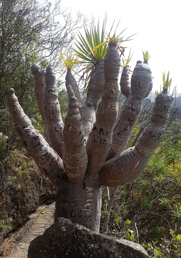 Kanarischer Drachenbaum 