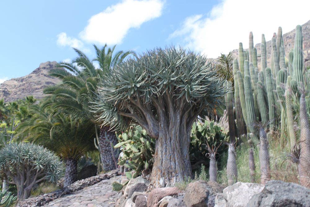 Kanarischer Drachenbaum, Dracaena Draco