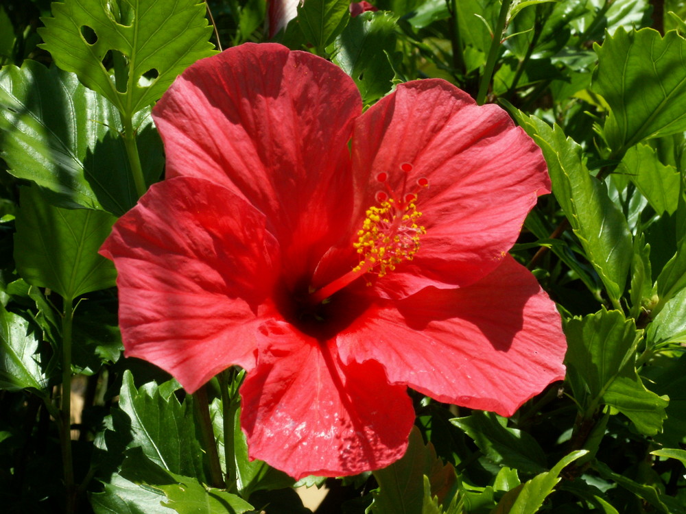 Kanarischer Hibiskus