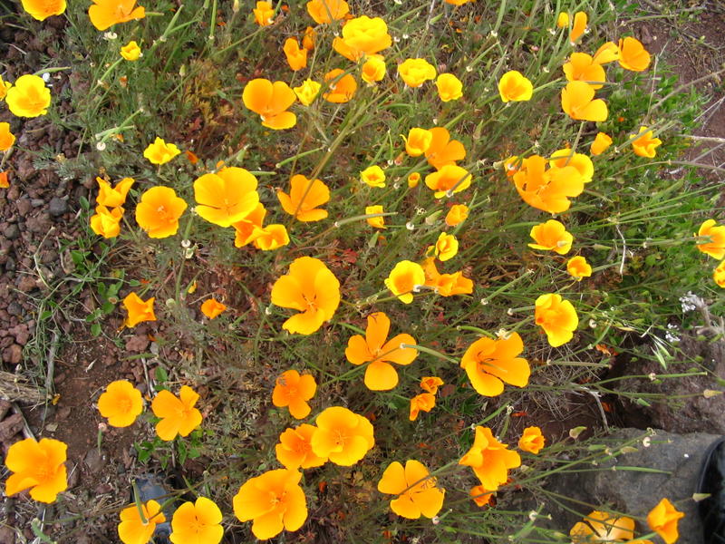 Kanarischer Mohn