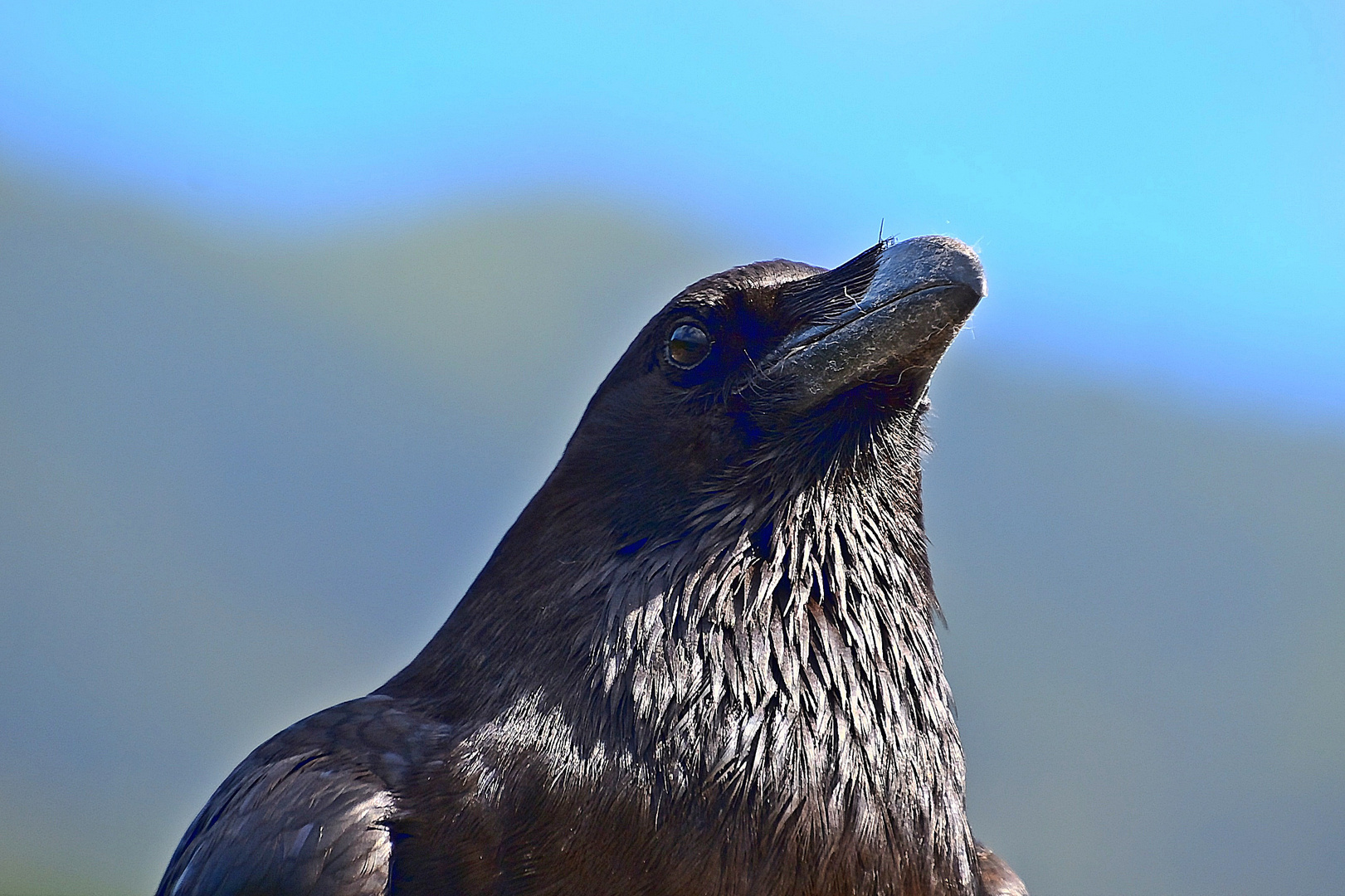 Kanarischer Rabe / Corvus corax canariensis