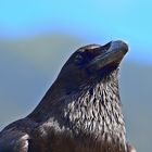 Kanarischer Rabe / Corvus corax canariensis