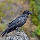 Kanarischer Rabe / Corvus corax canariensis