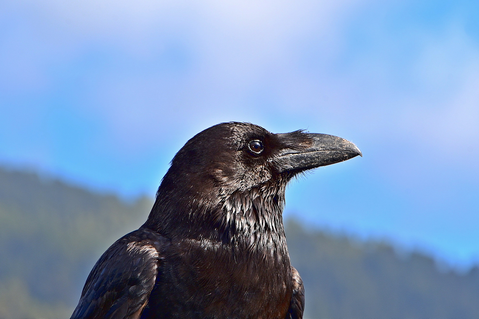 Kanarischer Rabe / Corvus corax canariensis