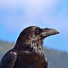 Kanarischer Rabe / Corvus corax canariensis