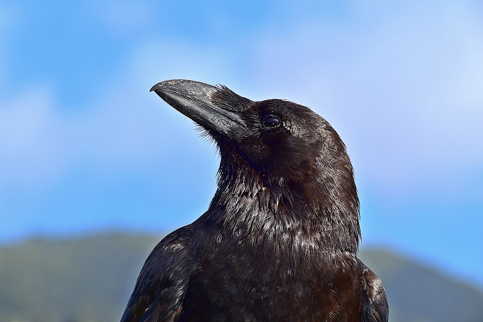 Kanarischer Rabe / Corvus corax canariensis