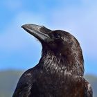 Kanarischer Rabe / Corvus corax canariensis