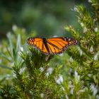 Kanarischer Schmetterling