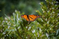 Kanarischer Schmetterling