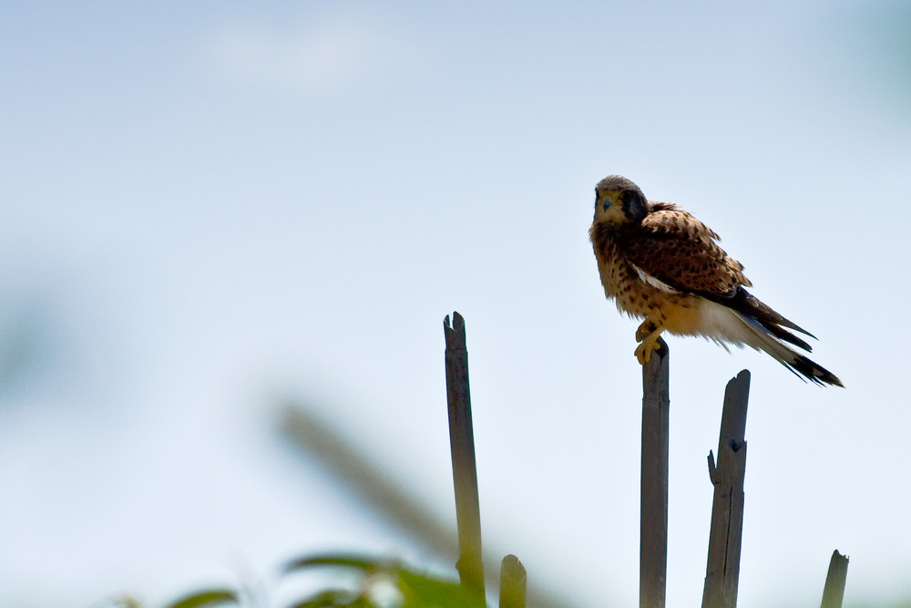 Kanarischer Turmfalke