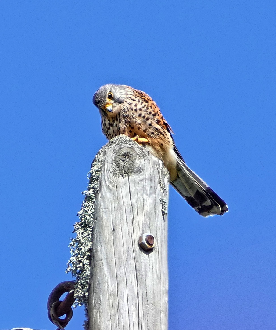 Kanarischer Turmfalke