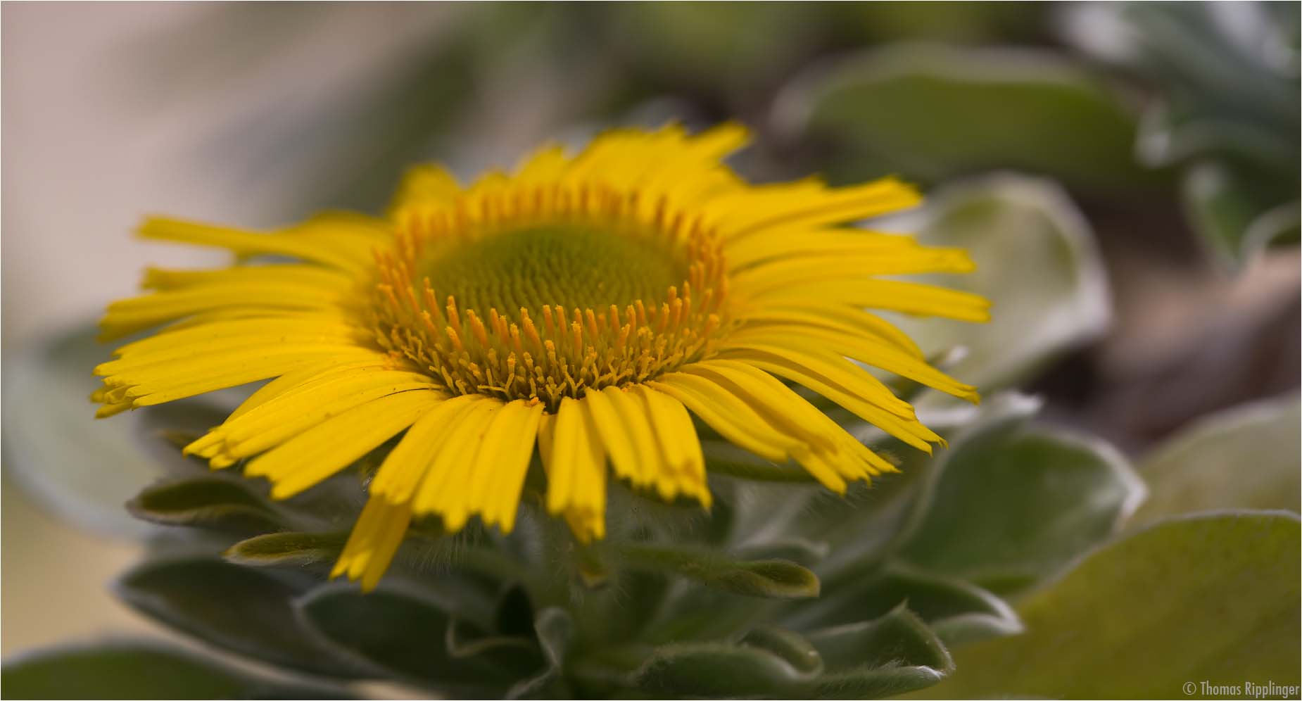 Kanarisches Sternauge (Asteriscus sericeus)