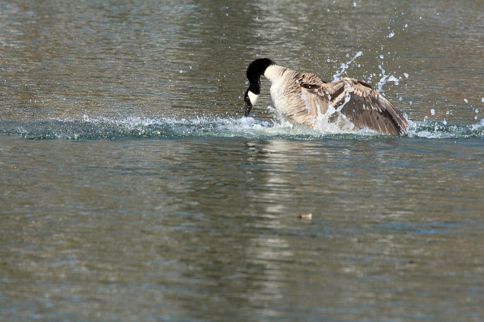 Kandagans auf Futterjagd