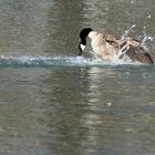 Kandagans auf Futterjagd