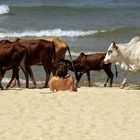 Kande Beach - Malawisee