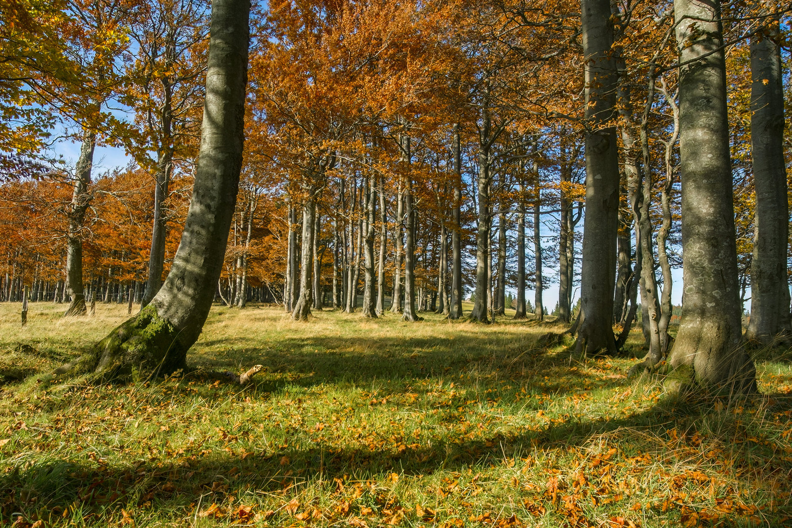 Kandel - Schwarzwald