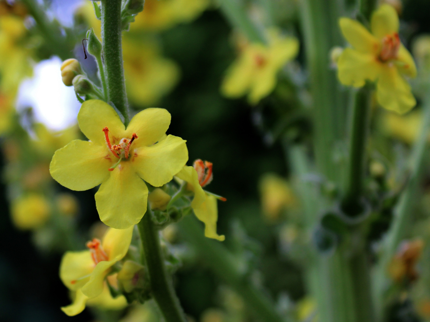 Kandelaber Königskerze - Verbascum olympic 