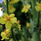 Kandelaber Königskerze - Verbascum olympic 