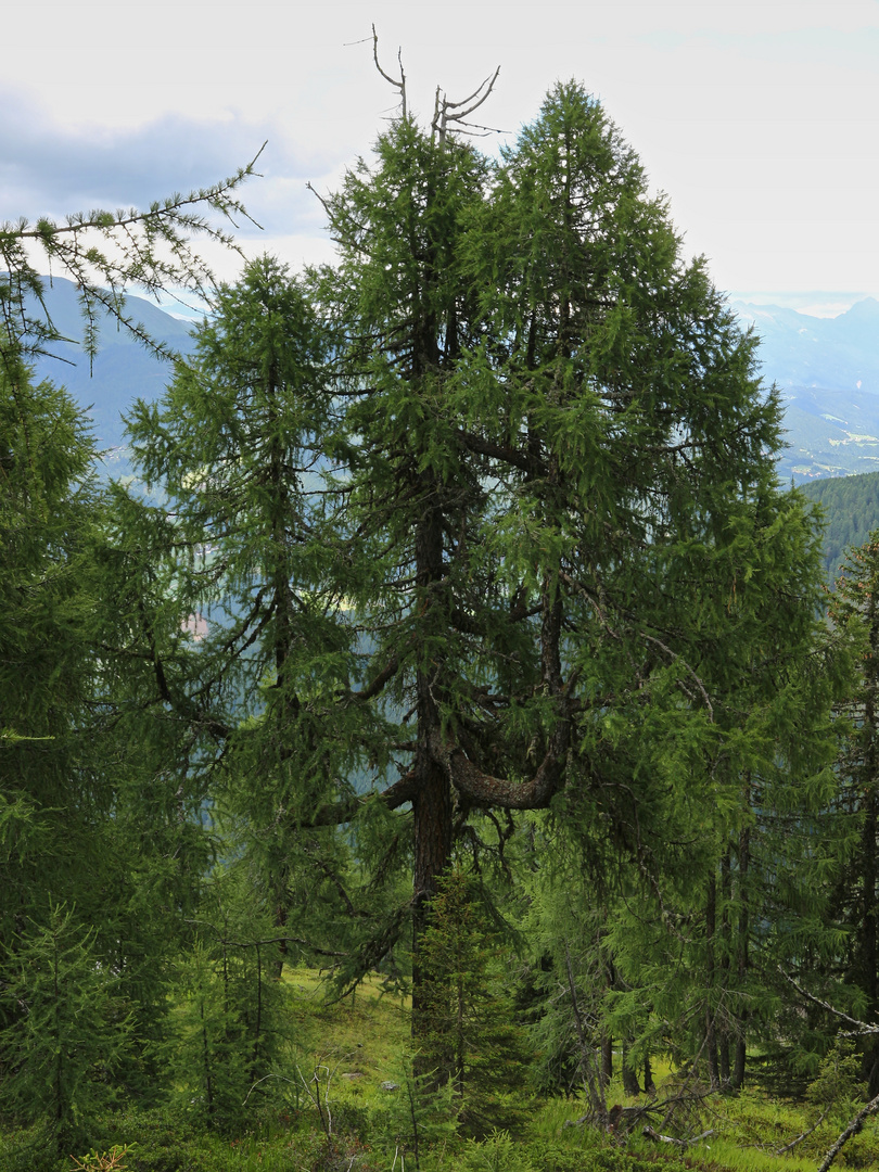 Kandelaberlärche (2017_07_13_EOS 100D_2291_ji)