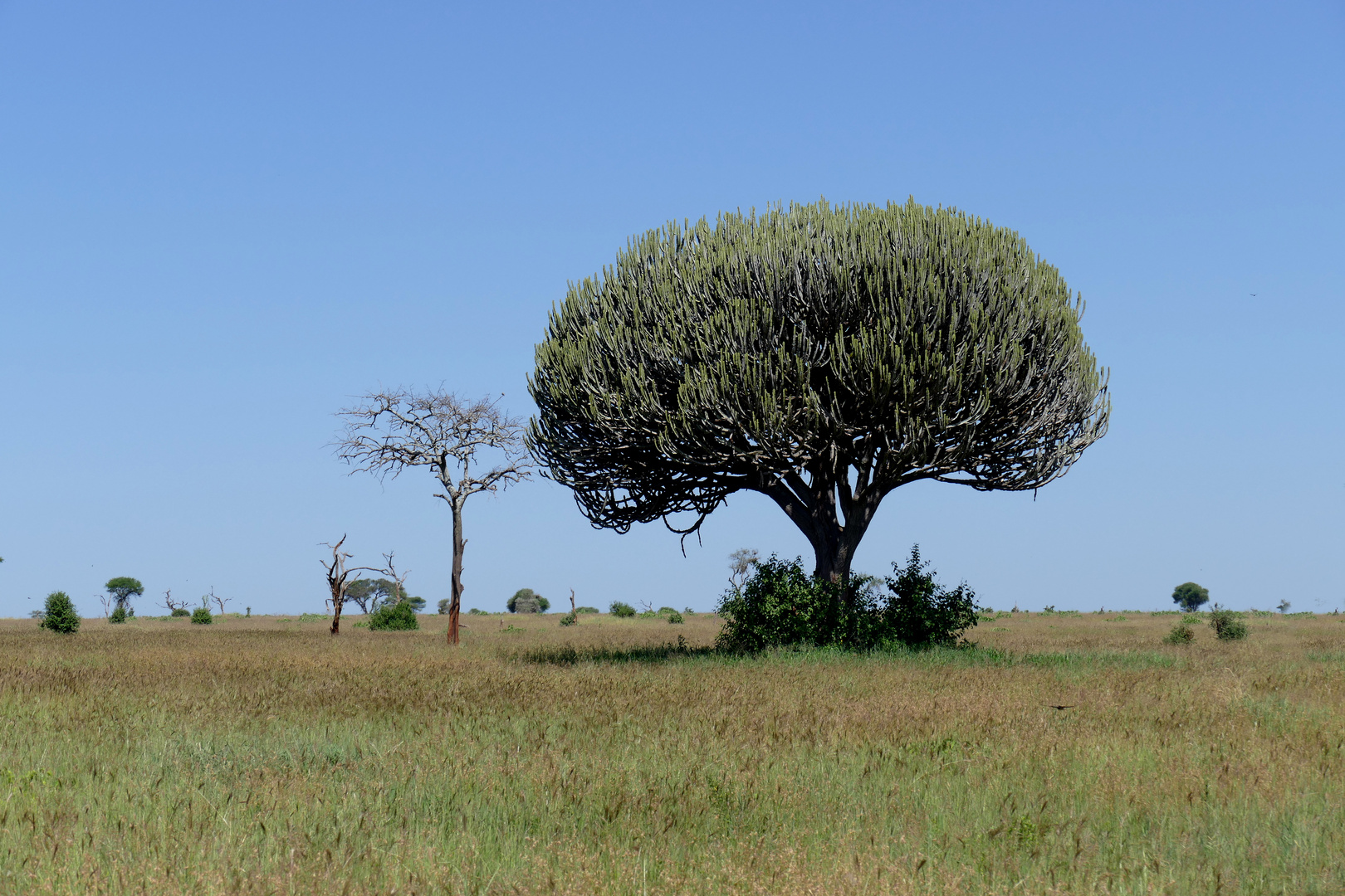 Kandellaber-Baum in Tarangire, Tansania