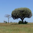 Kandellaber-Baum in Tarangire, Tansania