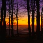 Kandelwald im Abendrot