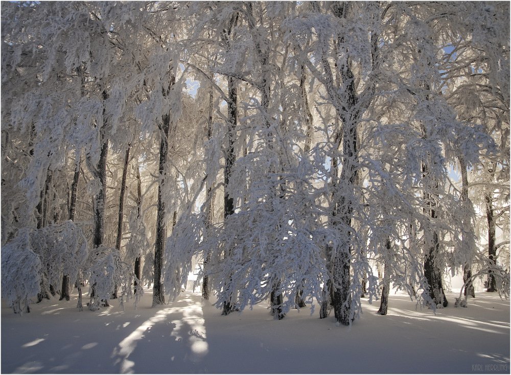 Kandelwinterwald