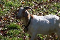 Kandern 006, Im Kandertal, glückliche Ziegen