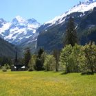 Kandersteg, Blütenpracht und schneebedeckte Gipfel