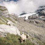 ~ Kandertal: Alpin-Schafe ~