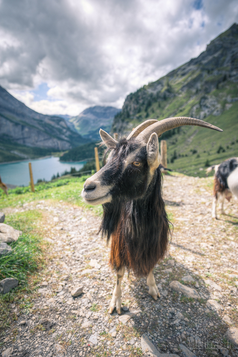 ~ Kandertal: Ziege beim Oeschinensee ~