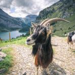 ~ Kandertal: Ziege beim Oeschinensee ~