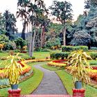 Kandy Botanical Garden