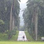 Kandy botanical garden