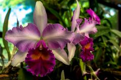 Kandy Orchids