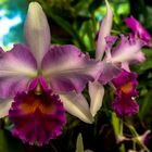 Kandy Orchids II