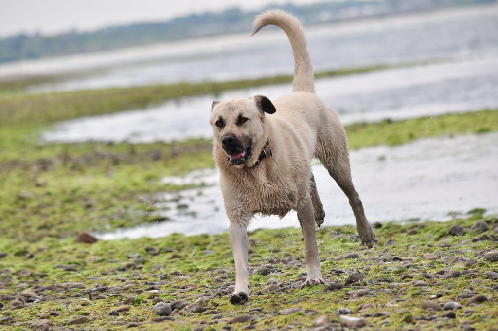 Kangal