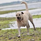 Kangal