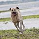 Kangal an der Ostsee