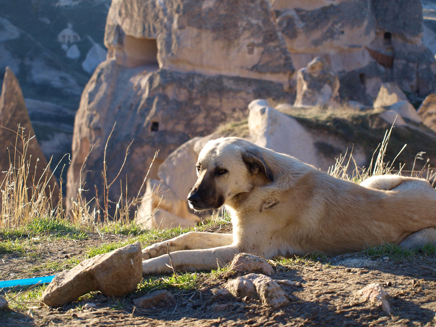 ***Kangal***