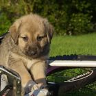 Kangal Baby