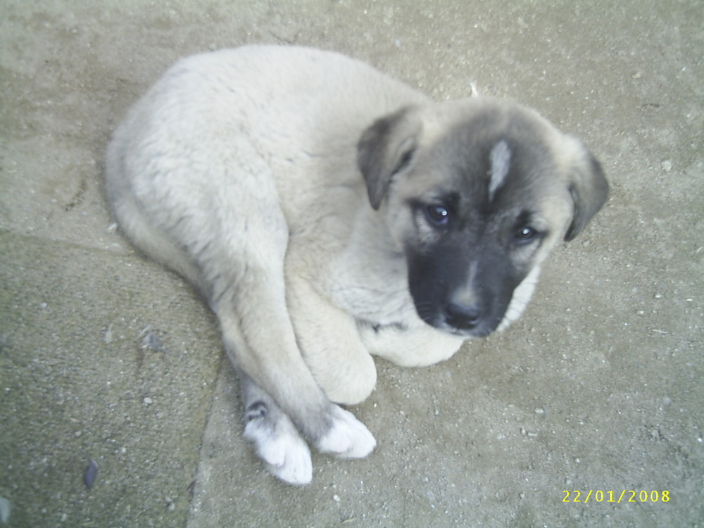 kangal baby