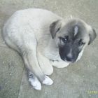 kangal baby