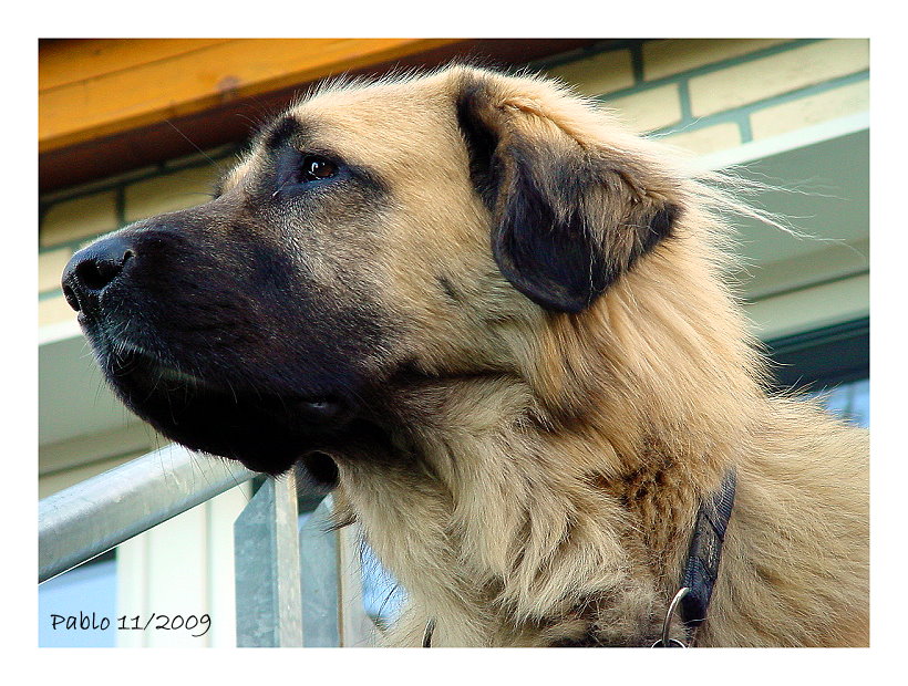 Kangal beim Wachdienst